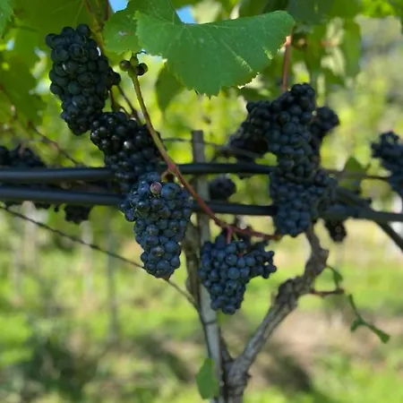 Cozy At Organic Vinery, Vesterhave Vingaard - See More At By-bjerg Com Agroturismo Karrebæksminde