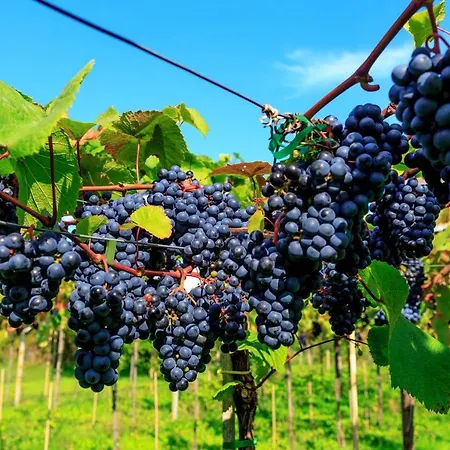 Agroturismo Cozy At Organic Vinery, Vesterhave Vingaard - See More At By-bjerg Com