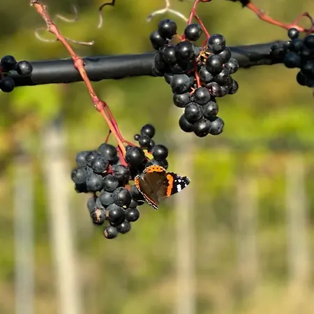 Agroturismo Cozy At Organic Vinery, Vesterhave Vingaard - See More At By-bjerg Com Karrebæksminde