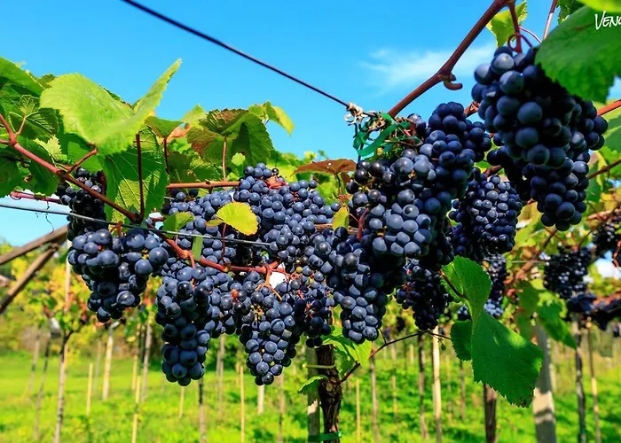 Farmház Cozy At Organic Vinery, Vesterhave Vingaard - See More At By-bjerg Com