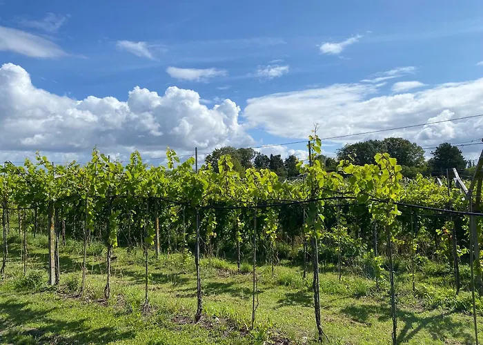 Cozy At Organic Vinery, Vesterhave Vingaard - See More At By-bjerg Com Alloggio per agriturismo